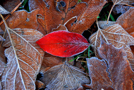 墙纸 晶体 季节 特写镜头 树叶 美丽的 秋天 冰冷的 冬天