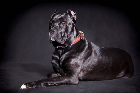 背索斜拉桥大而漂亮的黑狗品种意大利科索黑背照片