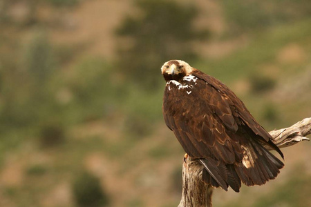 西班牙帝国鹰(aquila adalberti),又称伊比利亚帝国鹰,西班牙或阿