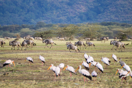 坦桑尼亚曼亚拉湖，牛羚群和鸟类在前景