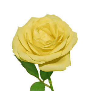 白色背景上孤立的美丽的黄色玫瑰