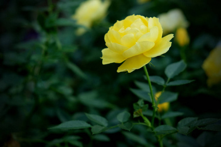 花园里盛开的黄玫瑰的特写镜头