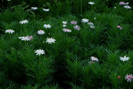 Beautiful green grass with small purple flowers background 