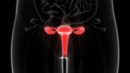 器官 排卵 子宫颈 三维 怀孕 膀胱 医学 受精 系统 身体