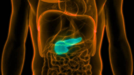 胃肠道 胰腺 生物学 胆汁 图表 糖尿病 信息图表 疾病