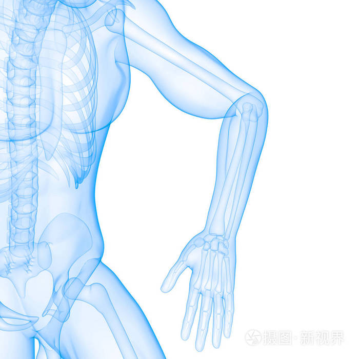 肌肉 科学 软骨 医学 人类 健康 伤害 治疗 解剖学 解剖