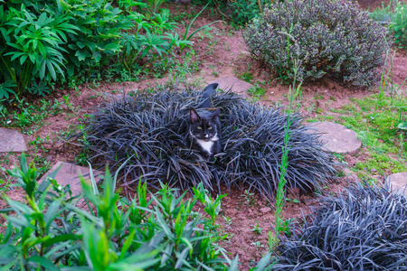 一只漂亮的黑猫咪躲在花园里装饰性的花坛里。