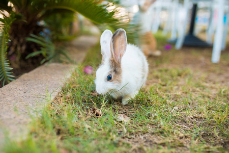 可爱的 春天 眼睛 毛皮 宝贝 兔子 肖像 耳朵 夏天 宠物