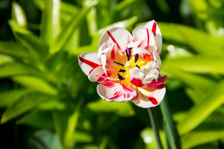 花园花坛上美丽的郁金香图片
