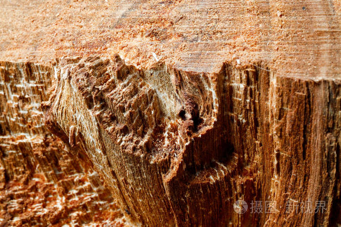 喝了一棵老树一个苹果木材加工纹理