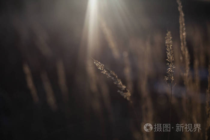 阳光下的草。天然植物背景。