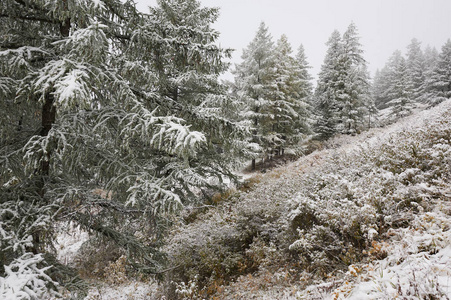 山，冬天的雪林。