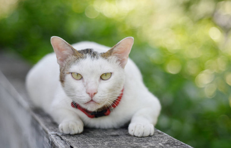 动物肖像，猫躺在水泥地上看着摄像机