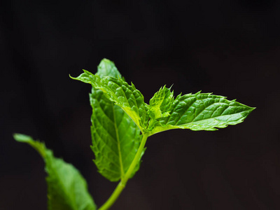 在花园里收获新鲜的薄荷叶