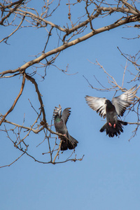 Pigeons sitting on the tree branch 