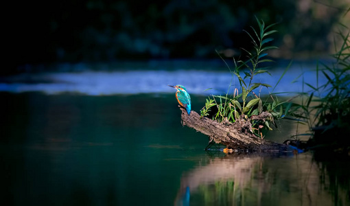 美丽的自然风光与常见的翠鸟阿尔塞多。野生动物在树枝上拍摄的普通翠鸟。自然栖息地中常见的翠鸟。在灯光下，坐在水河上。