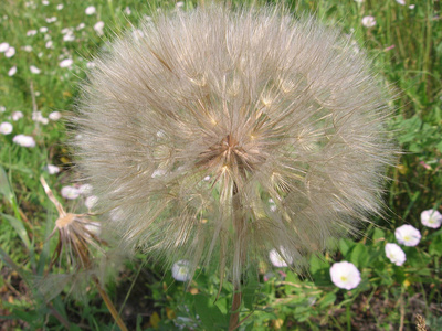 蓬松的大蒲公英花球，种子生长在草地上