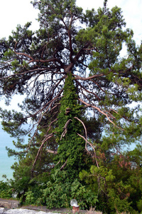 分支 天空 自然 环境 夏天 森林 季节 树叶 植物 松木