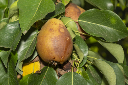 Sick pear tree in the garden. Rotten yellow pear fruit closeup 