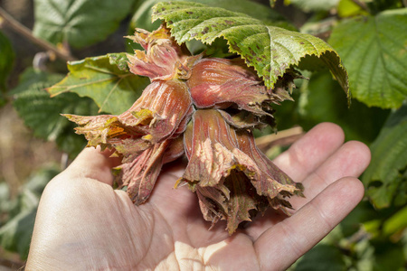 flowers and ripe nuts of hazelnuts on the bushes with green and 