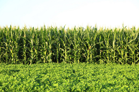 花生田种植园花生种植地花生植物花生种植地花生种植农场花生田种植