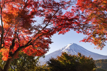 富士山和秋天的红枫叶在川崎湖