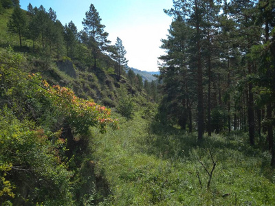 自然 美丽的 小山 风景 亚洲 岩石 旅游业 全景图 森林