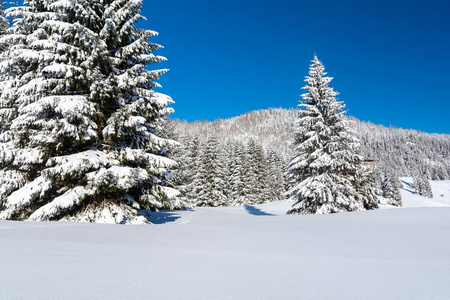 自然 旅行 冬天 季节 圣诞节 美女 天空 木材 滑雪 风景