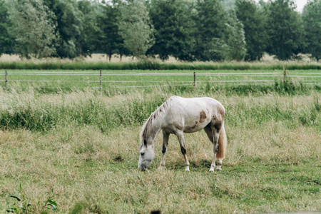 草地上的一匹马的画像。马在长草里吃草。