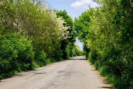 Empty asphalt road through a trees