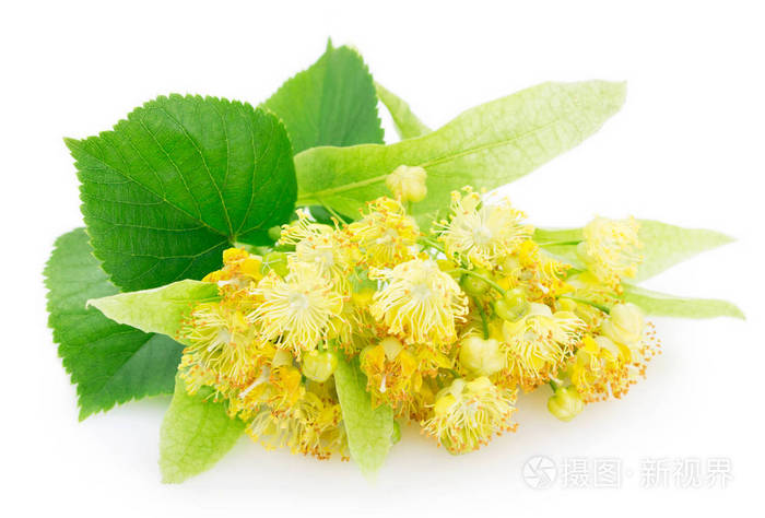 白底菩提花照片 正版商用图片26kyoa 摄图新视界