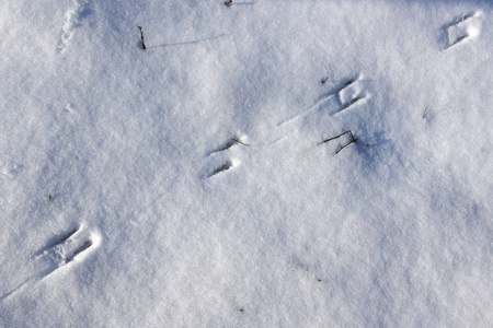 Bird tracks on snow 