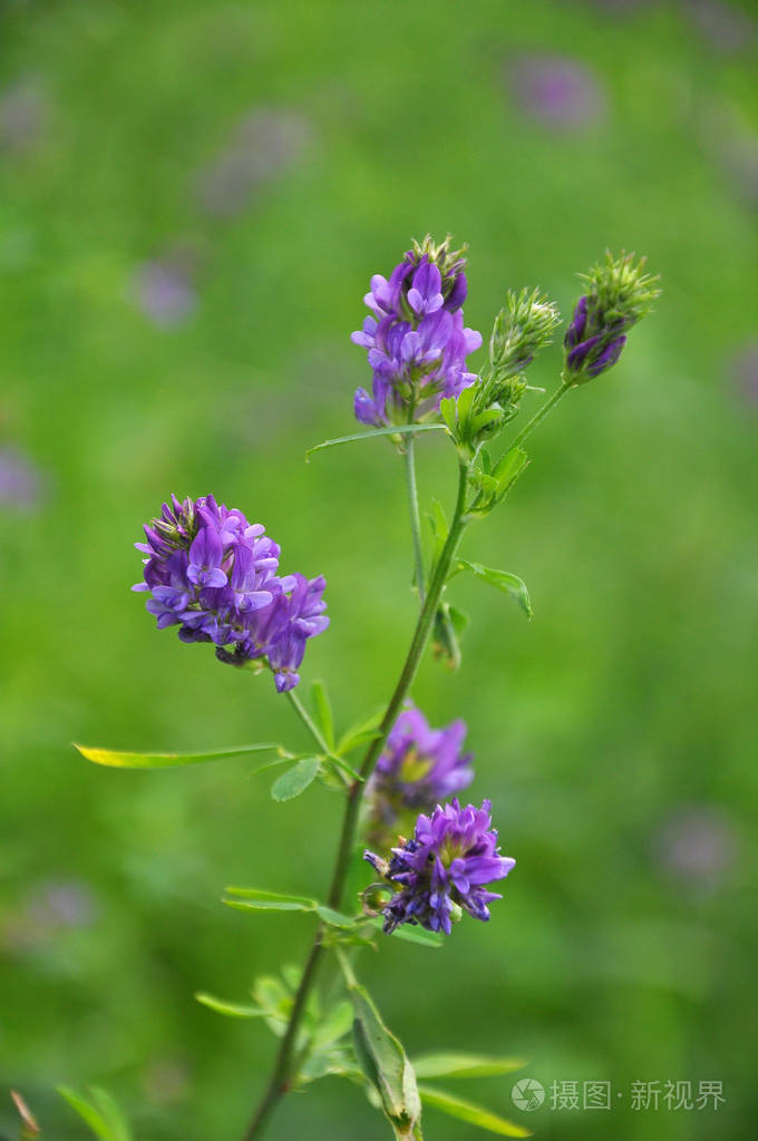 田野里盛开着紫花苜蓿