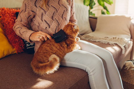 女主人照顾宠物脱毛.照片