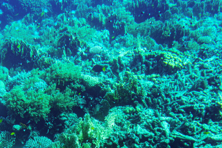游泳 假期 深的 动物 颜色 在下面 暗礁 潜水 美女 旅行
