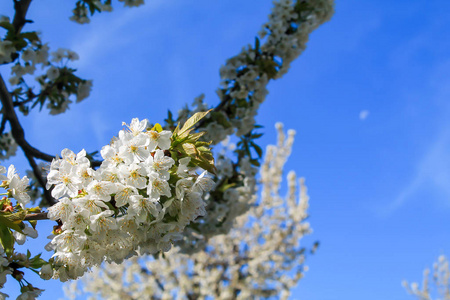 花的 前进 植物 分支 樱桃 美女 自然 樱花 天空 盛开