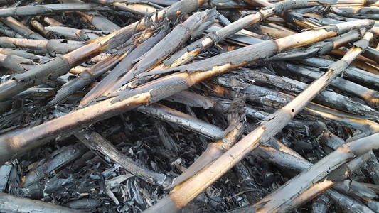 桉树和玉米种植进入雨季和种植变化时,玉米秸秆作为天然肥料堆放焚烧