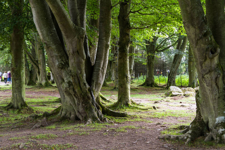 苏格兰的山毛榉树图片