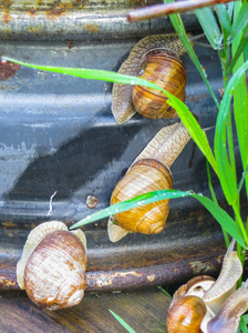 花园里的一块蓝色雨篷上有许多葡萄蜗牛。