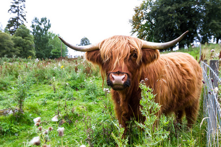 Highland Cattle in Scotland 