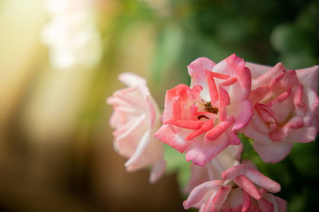 Roses in the garden 