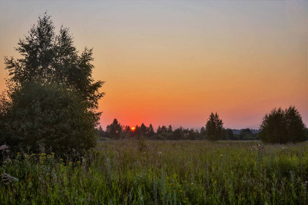 Sunset in summer field 