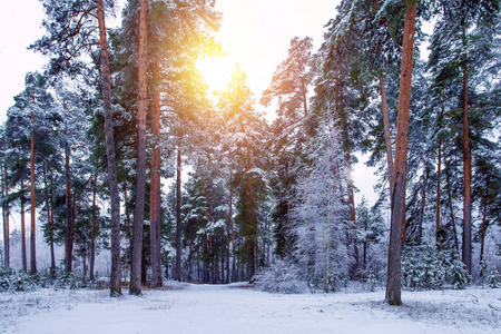 美丽的冬季风景，阳光明媚，树木被白雪覆盖。俄罗斯风景。