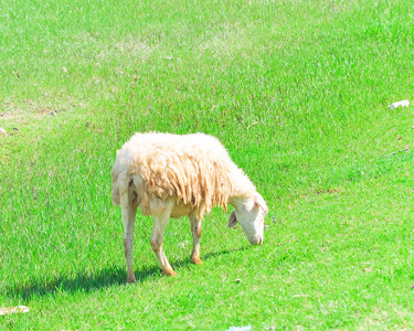 朗宁在越南宁顺的番朗,健康的绵羊正在吃草照片