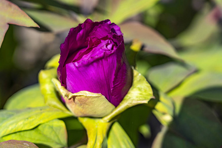 美丽的 植物 紫色 植物学 特写镜头 花瓣 花的 盛开 植物区系