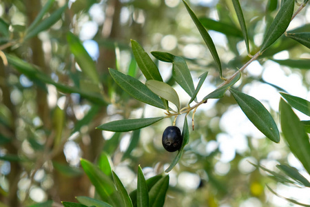 Seasonal black traditional italian olive leaves foliage, blur ba