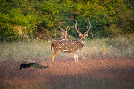 坎哈和班达夫加尔国家公园的野生动物