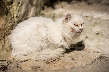 宠物 哺乳动物 美丽的 猫科动物 基蒂 小猫 可爱极了 毛茸茸的