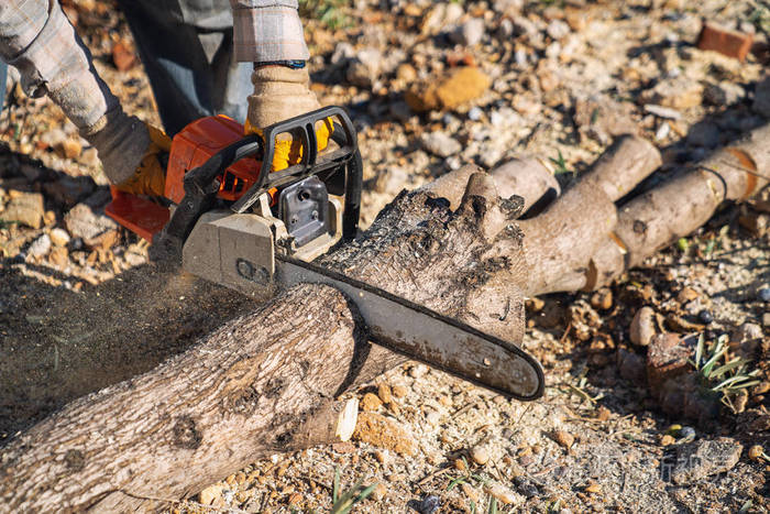 一个伐木工人正在用电锯锯锯树照片 正版商用图片26lo0n 摄图新视界