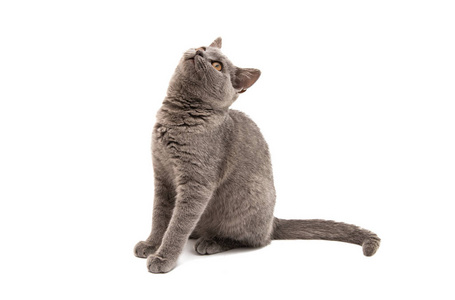 gray cat isolated 